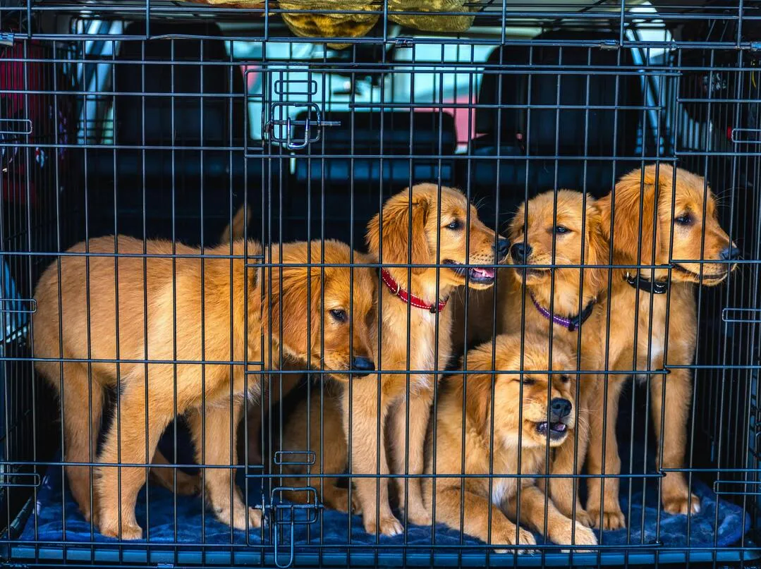 moving to Spain with pets legal requirements